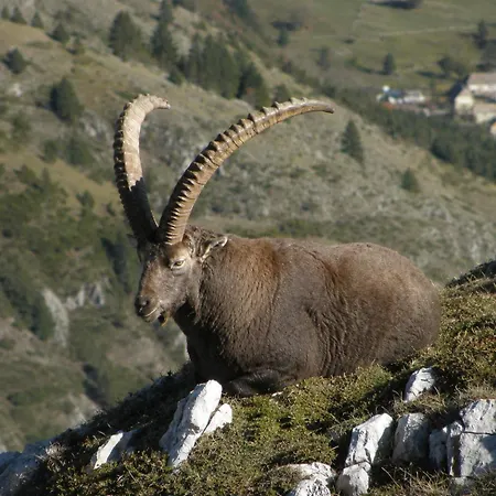 Le Cocon Du Vercors